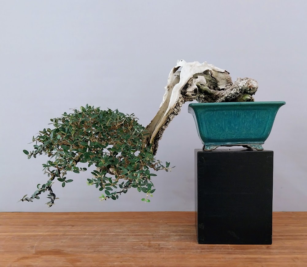 BONSAI, ullastre en cascada